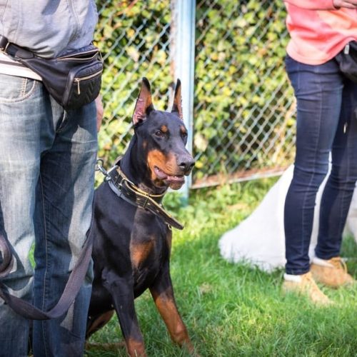 Doberman-Training-Guide-Large