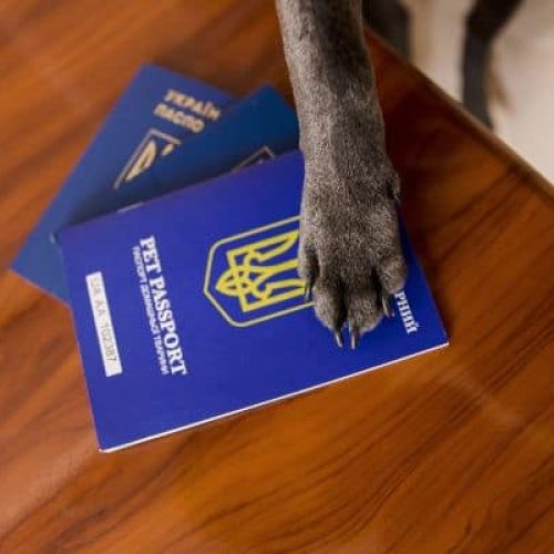 small-dog-french-bulldog-on-board-of-plane-select-2022-05-31-03-22-48-utc